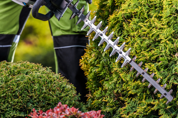 Landscaper using a hedge trimmer